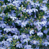 Laguna Compact Blue with Eye Lobelia