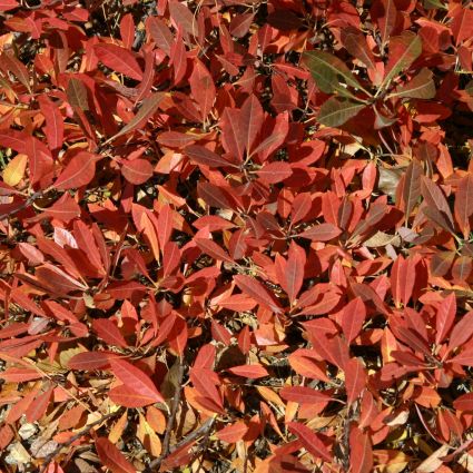 Pawnee Buttes&reg; Western Sand Cherry Bush