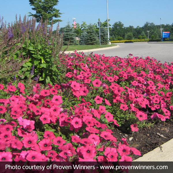 Supertunia Vista&reg; Fuchsia Petunia