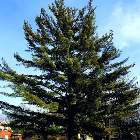 Eastern White Pine Tree