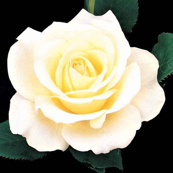 Elina&reg; Hybrid Tea Rose