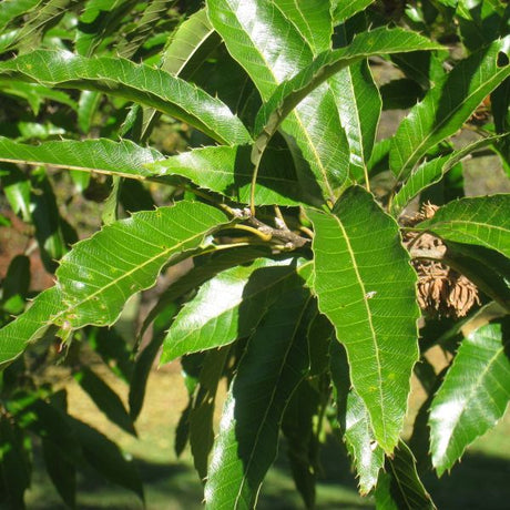 Sawtooth Oak Tree