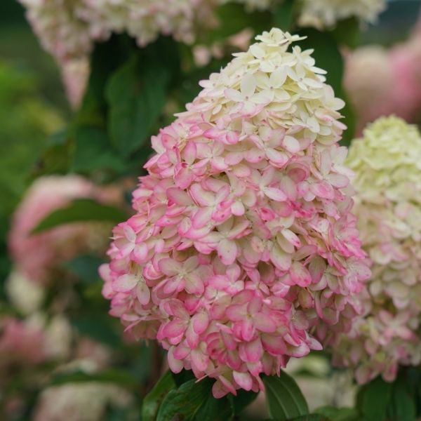 Limelight Prime&reg; Panicle Hydrangea