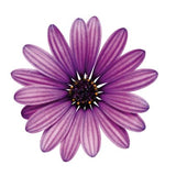 Soprano Purple Daisy