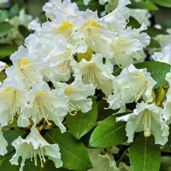 White Catawba Rhododendron