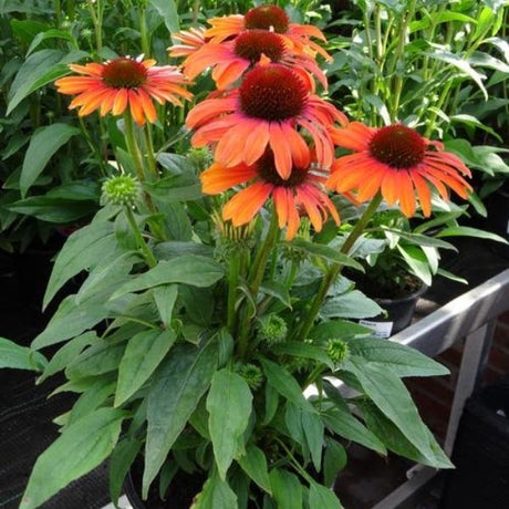 Butterfly&trade; Julia Coneflower