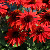 Sombrero&reg; Sangrita Coneflower