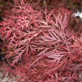 Crimson Queen Japanese Maple