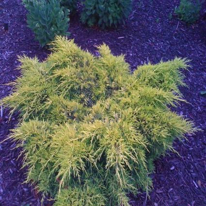 Vintage Gold False Cypress