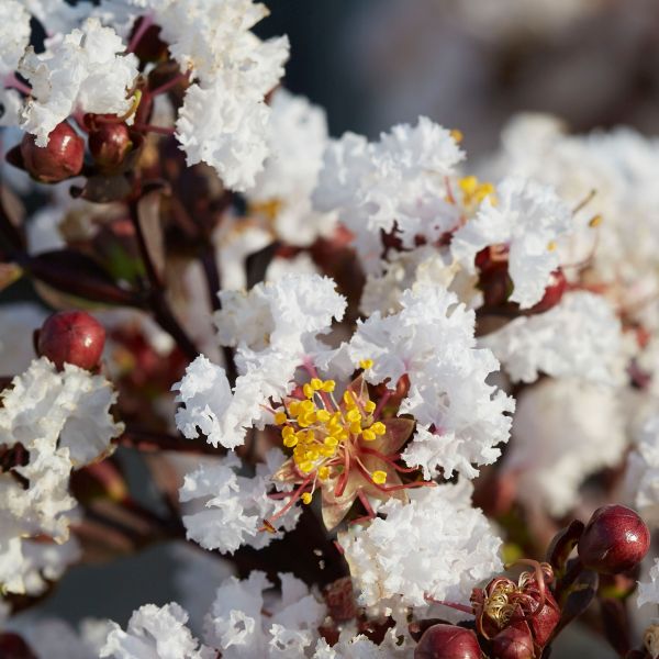 Black Diamond&reg; Pure White&trade; Crape Myrtle