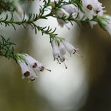 Mediterranean White Winter Heath