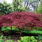 Bloodgood Japanese Maple