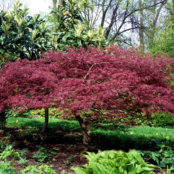 Bloodgood Japanese Maple