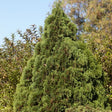 Holmstrup Arborvitae