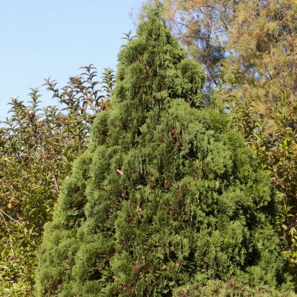 Holmstrup Arborvitae