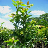 Orient Pear Tree