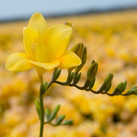 Single Yellow Freesia