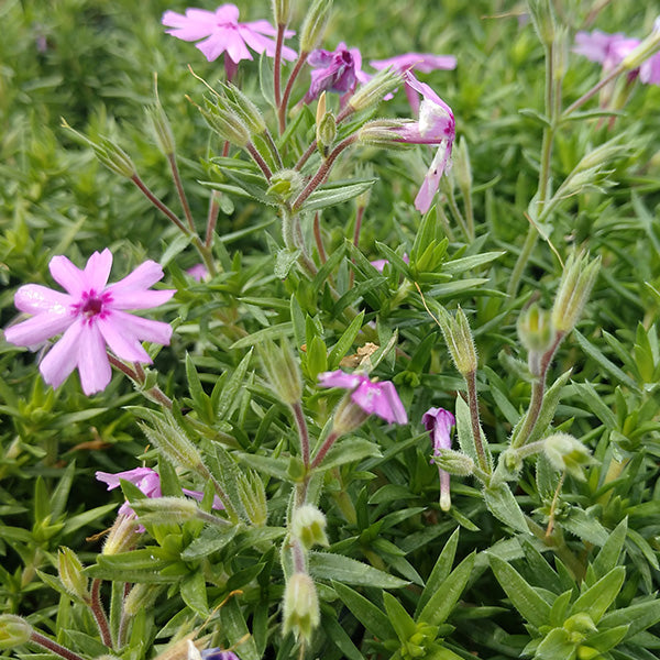 Fort Hills Creeping Phlox