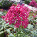 Red Valerian