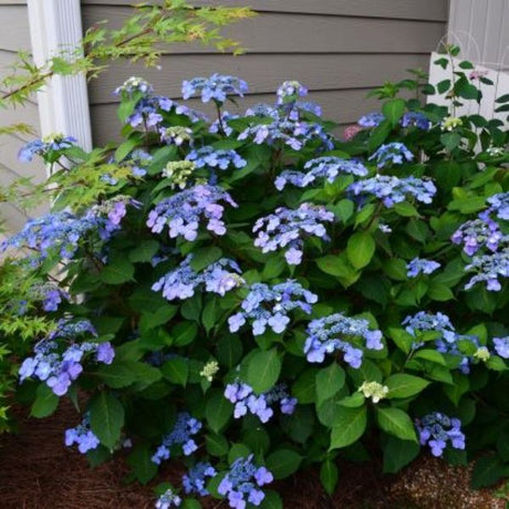 Endless Summer&reg; Twist-n-Shout&reg; Bigleaf Hydrangea