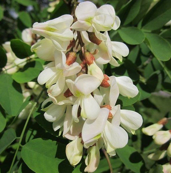 Black Locust