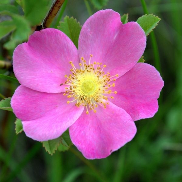 Audubon&reg; Native Prairie Rose