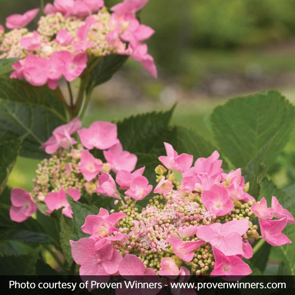 Let's Dance&reg; Starlight Hydrangea