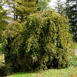 Chaparral Weeping Mulberry