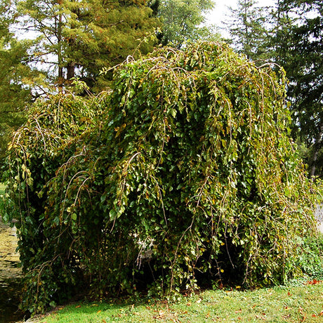 Chaparral Weeping Mulberry