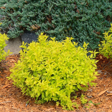 Mini Gold Spirea