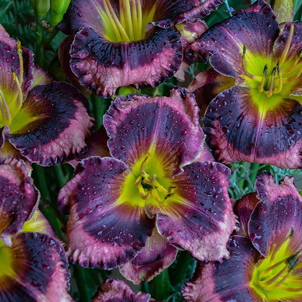 Rainbow Rhythm&reg; Storm Shelter Daylily