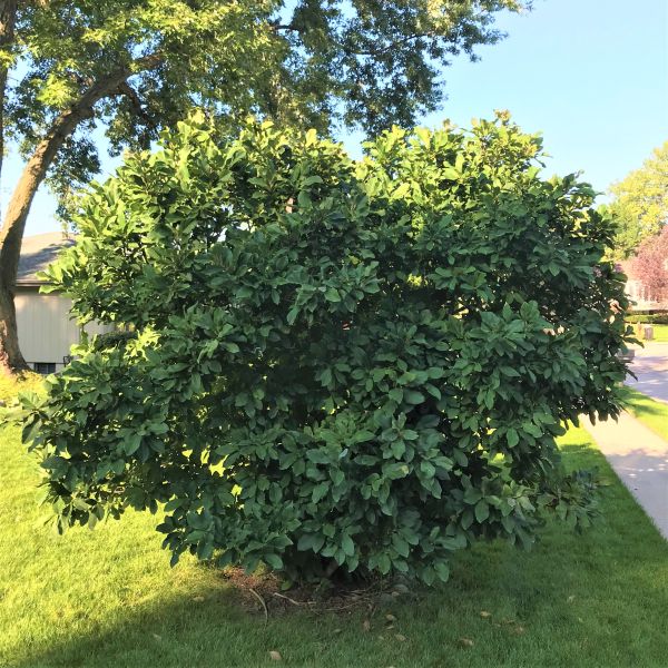 Ann Magnolia Shrub