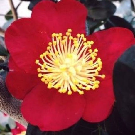 Yuletide Camellia