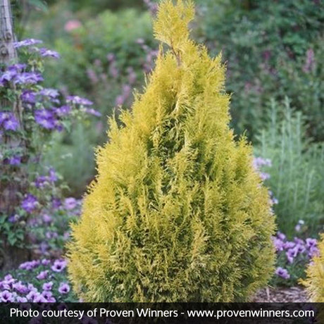 Fluffy? Western Arborvitae