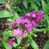 Royal Red Butterfly Bush