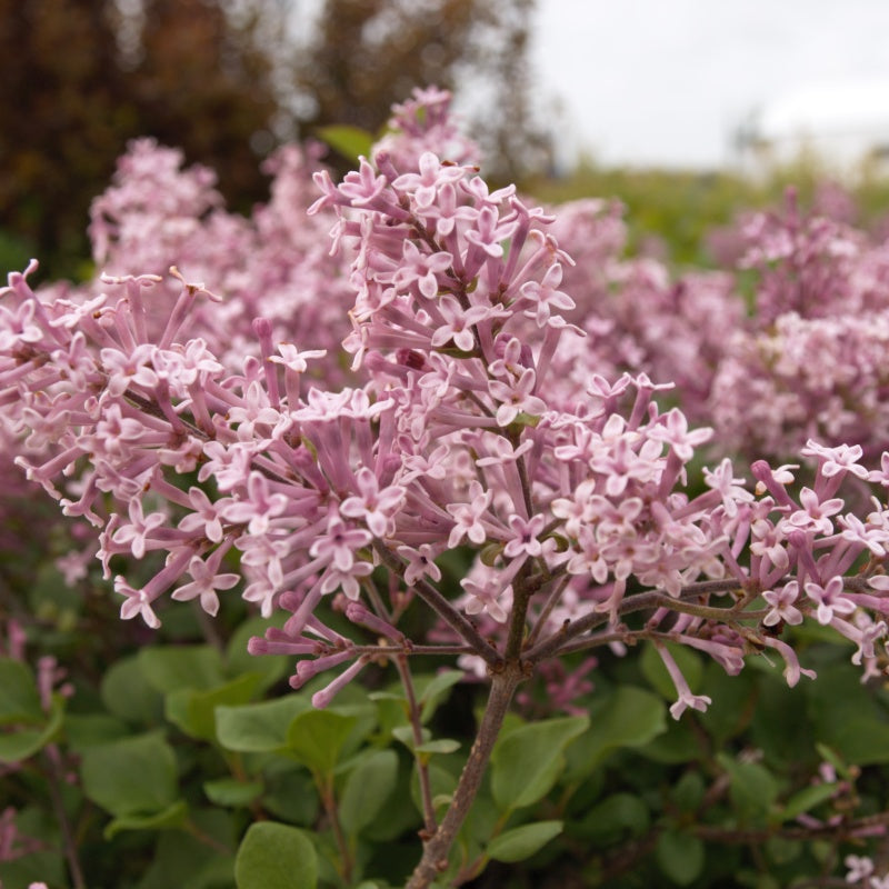 Dwarf Korean Lilac