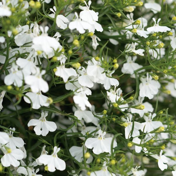 Laguna White Lobelia