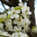 Bradford Flowering Pear