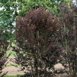 First Editions&reg; Midnight Magic&trade; Crape Myrtle Shrub