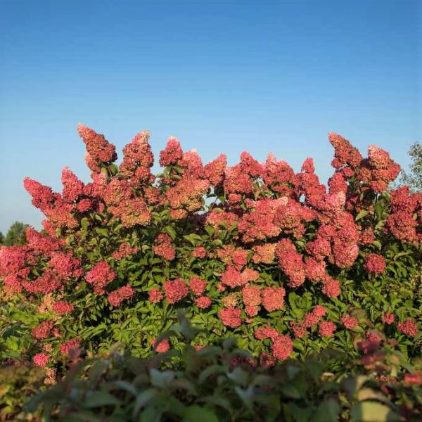 First Editions&reg; Berry White&reg; Panicle Hydrangea