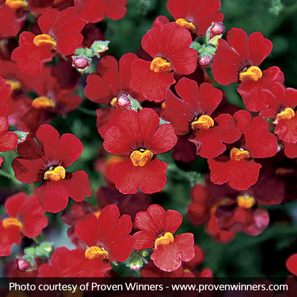 Sunsatia&reg; Cranberry Nemesia