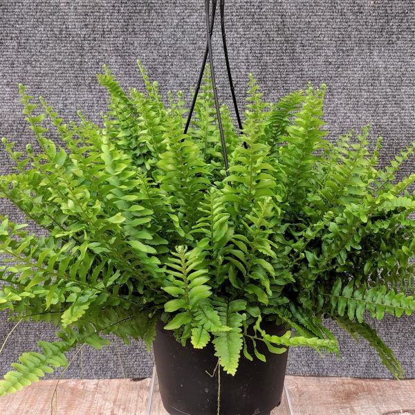 Boston Fern