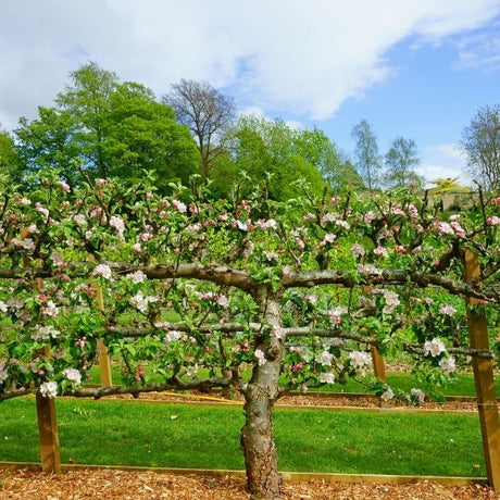 Sargent Crabapple Espalier Tree