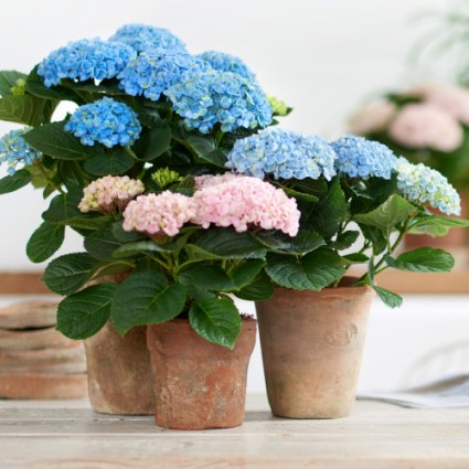 Everlasting&trade; Revolution Hydrangea