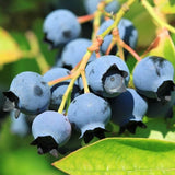 Spartan Blueberry Bush