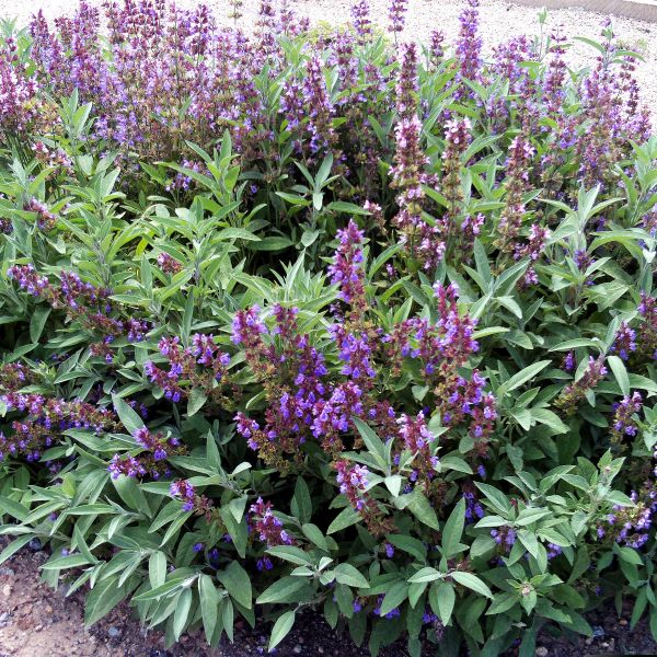 Sage Plant