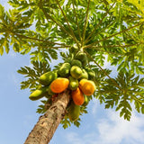 Mexican Papaya