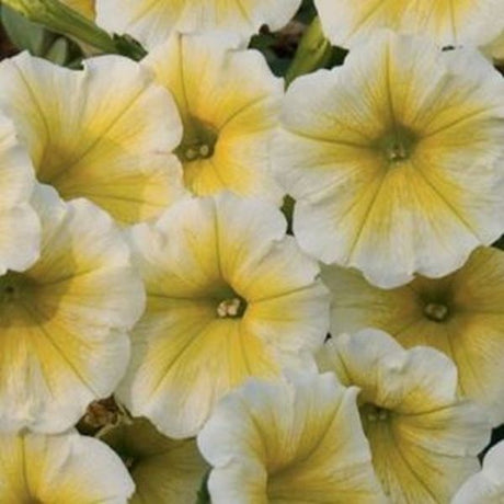 Petunia Supertunia Citrus