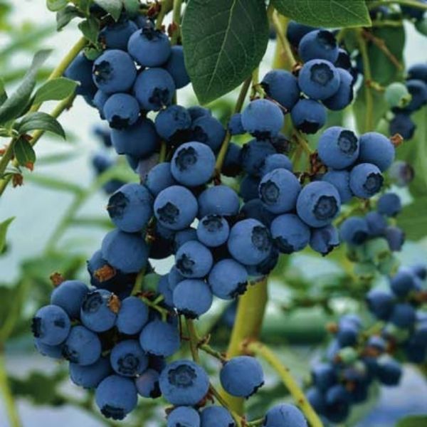 Blueray Blueberry Bush