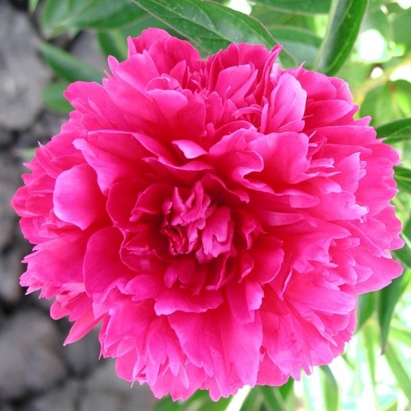 Rachel Peony